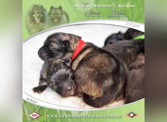 Wurfankündigung Wolfsspitz-Welpen