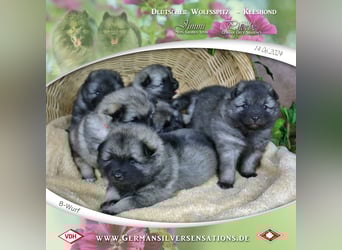 Wurfankündigung Wolfsspitz-Welpen