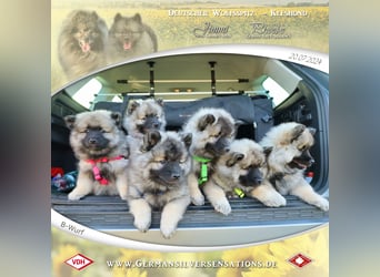 Wurfankündigung Wolfsspitz-Welpen