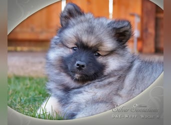 Wolfsspitz-Welpen (abgabebereit)