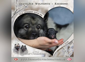 Wolfsspitz-Welpen
