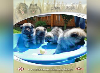 Wurfankündigung Wolfsspitz-Welpen