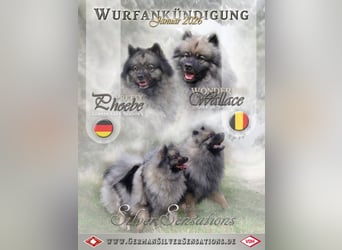Wurfankündigung Wolfsspitz-Welpen