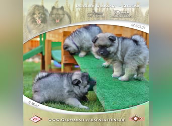 Wurfankündigung Wolfsspitz-Welpen