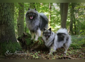 Wurfankündigung Wolfsspitz-Welpen