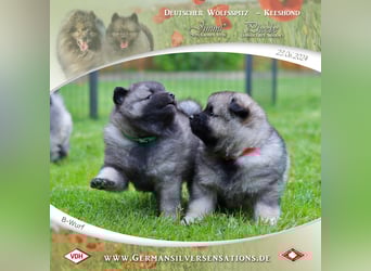 Wurfankündigung Wolfsspitz-Welpen