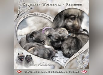 Wolfsspitz-Welpen