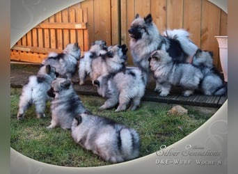 Wolfsspitz-Welpen (abgabebereit)