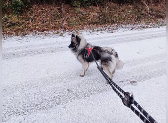 SARAH ca. 6 J. Wolfsspitzhündin sucht ruhigs Zuhause