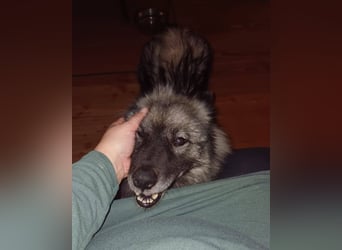 SARAH ca. 6 J. Wolfsspitzhündin sucht ruhigs Zuhause
