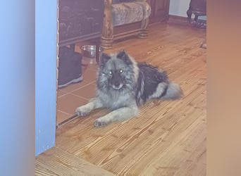 SARAH ca. 6 J. Wolfsspitzhündin sucht ruhigs Zuhause