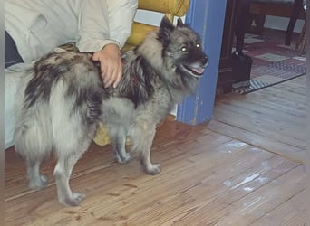 SARAH ca. 6 J. Wolfsspitzhündin sucht ruhigs Zuhause