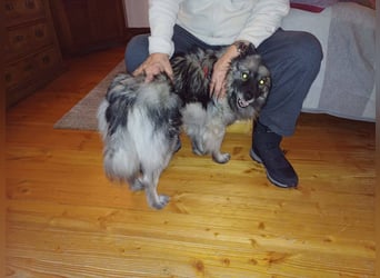 SARAH ca. 6 J. Wolfsspitzhündin sucht ruhigs Zuhause