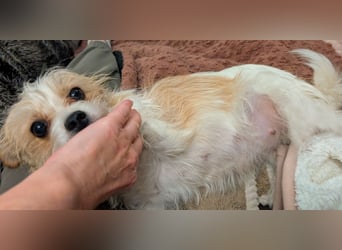 Wurfankündigung: Wir erwarten Chibietzu +Poos Mitte Januar 2026 