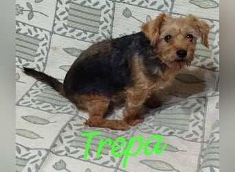 ❤️ TREPA ❤️