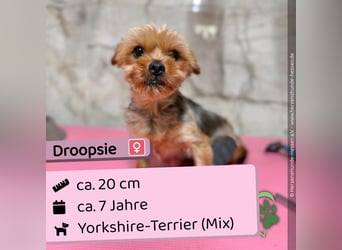 Droopsie