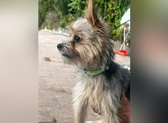 Buddy, kleines Zwergle auf Familiensuche