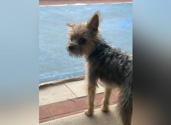 Buddy, kleines Zwergle auf Familiensuche