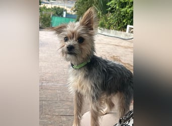 Buddy, kleines Zwergle auf Familiensuche