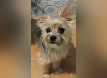 Buddy, kleines Zwergle auf Familiensuche
