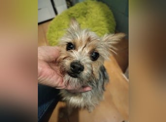 Buddy, kleines Zwergle auf Familiensuche