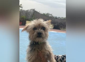 Buddy, kleines Zwergle auf Familiensuche