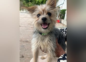 Buddy, kleines Zwergle auf Familiensuche