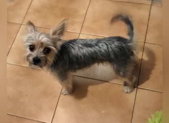 Buddy, kleines Zwergle auf Familiensuche