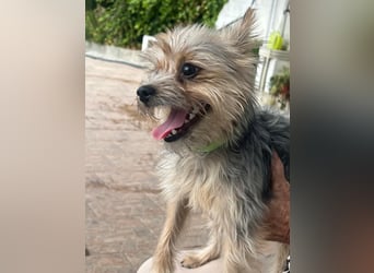 Buddy, kleines Zwergle auf Familiensuche