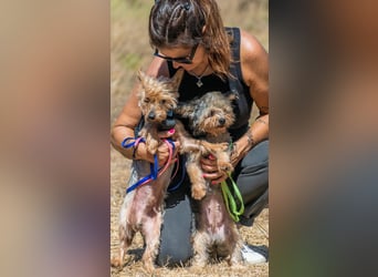 Nini und Neco - die Unzertrennlichen