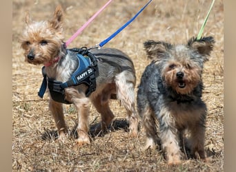 Nini und Neco - die Unzertrennlichen Nini und Neco - die Unzertrennlichen
