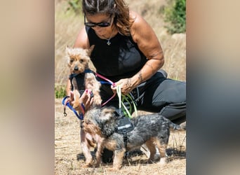 Nini und Neco - die Unzertrennlichen Nini und Neco - die Unzertrennlichen