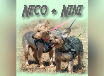 Nini und Neco - die Unzertrennlichen Nini und Neco - die Unzertrennlichen