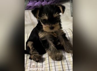 EXKLUSIVER "D"-WURF — YORKSHIRE TERRIER WELPEN AUS CHAMPION-VERPAARUNG! FCI / UKU