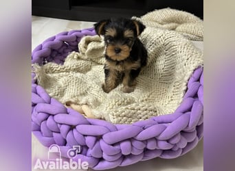 EXKLUSIVER "D"-WURF — YORKSHIRE TERRIER WELPEN AUS CHAMPION-VERPAARUNG! FCI / UKU