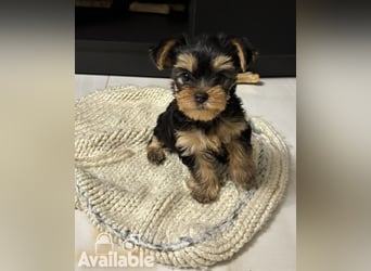 EXKLUSIVER "D"-WURF — YORKSHIRE TERRIER WELPEN AUS CHAMPION-VERPAARUNG! FCI / UKU