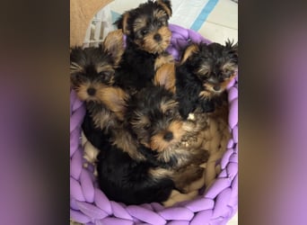 EXKLUSIVER "D"-WURF — YORKSHIRE TERRIER WELPEN AUS CHAMPION-VERPAARUNG! FCI / UKU