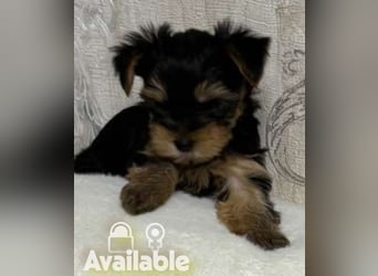 EXKLUSIVER "D"-WURF — YORKSHIRE TERRIER WELPEN AUS CHAMPION-VERPAARUNG! FCI / UKU