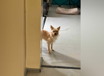 Kluger Jetem sucht sein Zuhause