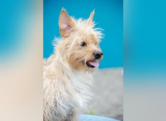 Toller Jetem sucht liebevolles Zuhause