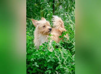 Toller Jetem sucht liebevolles Zuhause