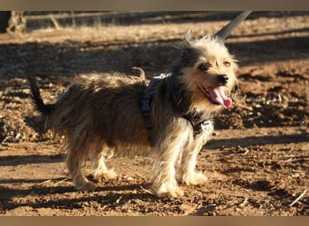 Strubbelmaus YODI-voller Lebensfreude,freundlich,lieb,neugierig, verspielt sucht liebevolle Familie