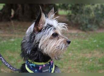 KYTTI-sanftes kleines Fellknäuel mit dem sehnlichen Wunsch nach einem eigenem Für-immer-Zuhause