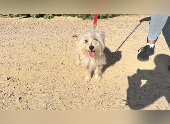 ROKI-ein kleiner Kämpfer mit großem Herz sucht sein liebevolles Für-immer-Zuhause