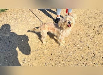 ROKI-ein kleiner Kämpfer mit großem Herz sucht sein liebevolles Für-immer-Zuhause