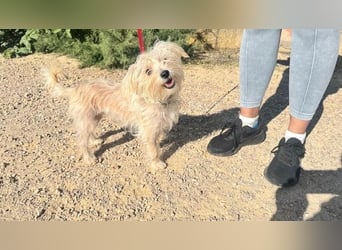 ROKI-ein kleiner Kämpfer mit großem Herz sucht sein liebevolles Für-immer-Zuhause