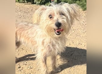 ROKI-ein kleiner Kämpfer mit großem Herz sucht sein liebevolles Für-immer-Zuhause