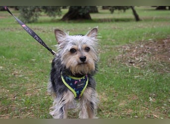 KYTTI-sanftes kleines Fellknäuel mit dem sehnlichen Wunsch nach einem eigenem Für-immer-Zuhause