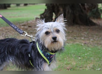 KYTTI-sanftes kleines Fellknäuel mit dem sehnlichen Wunsch nach einem eigenem Für-immer-Zuhause