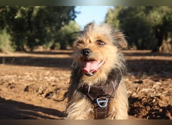 Strubbelmaus YODI-voller Lebensfreude,freundlich,lieb,neugierig, verspielt sucht liebevolle Familie